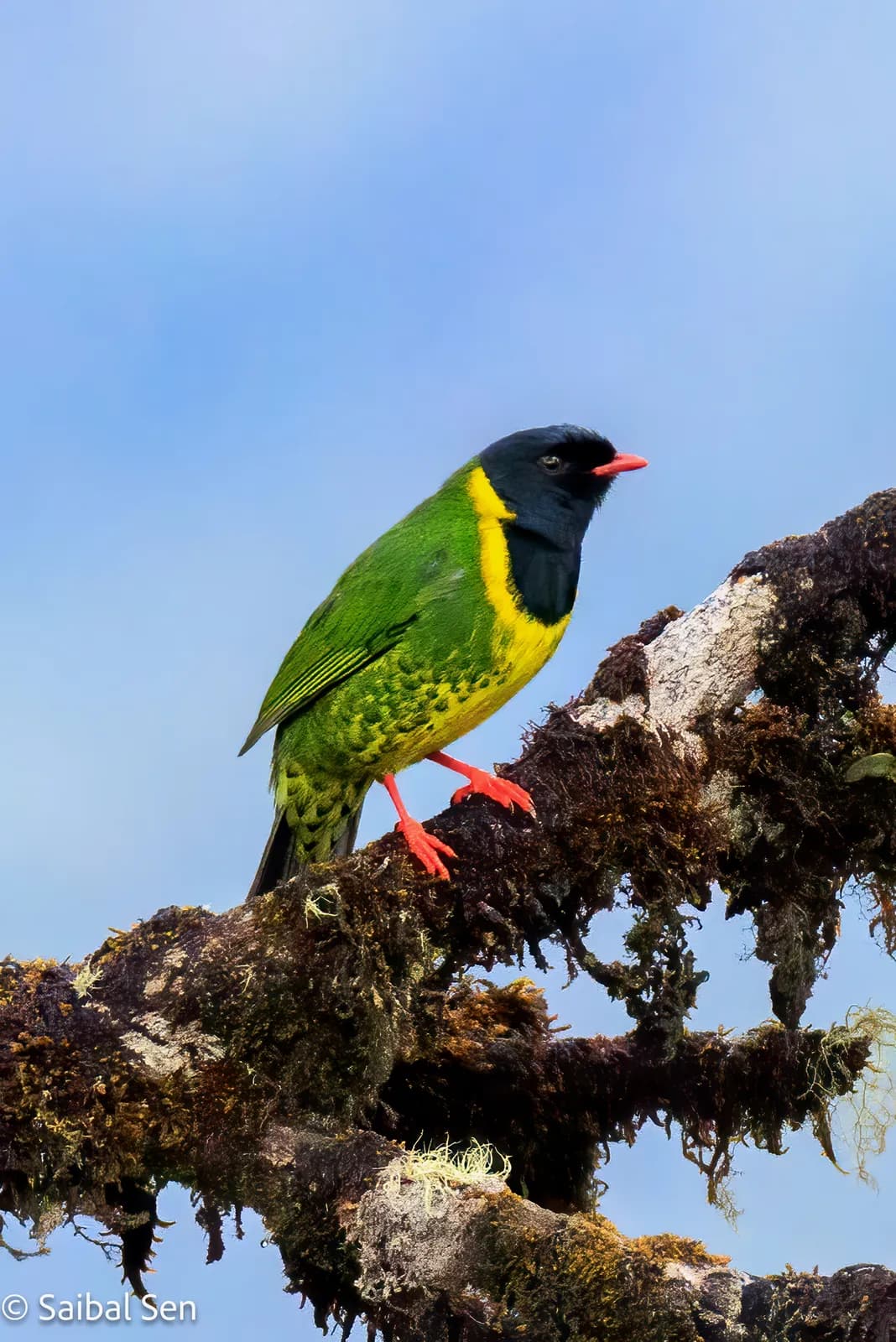Band-tailed Fruiteater en el bosque nuboso