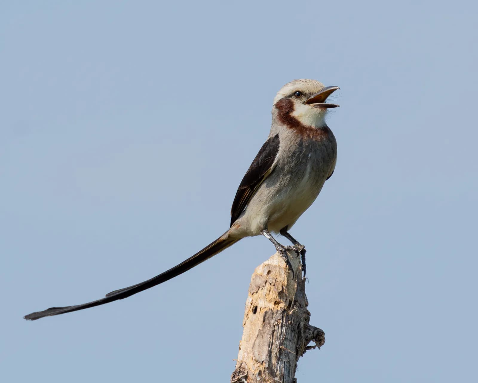 Streamer-tailed Tyrant, humedales de Trinidad