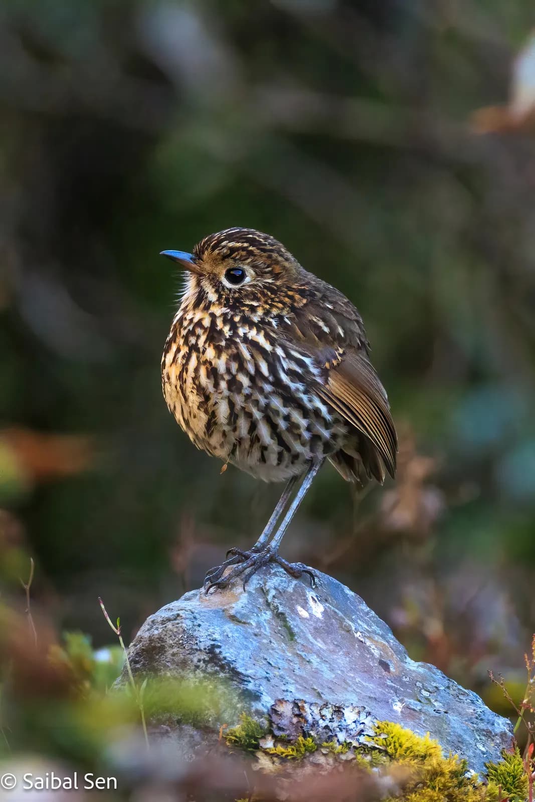 Stripe-faced Antpitta, Yungas de La Paz