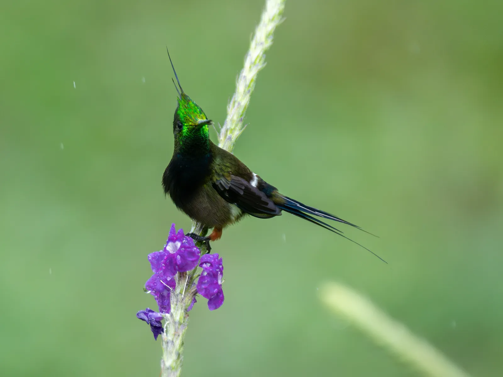 Wire-crested Thorntail