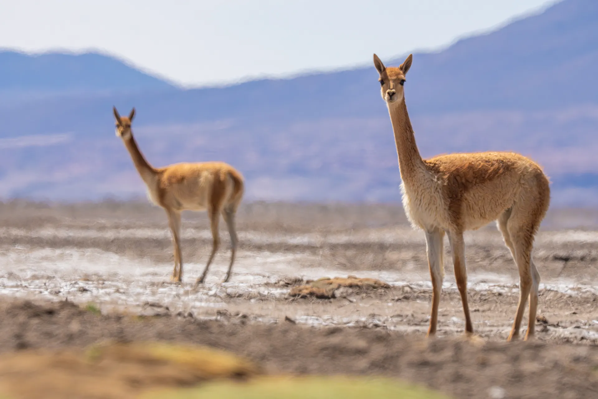 Vicuñas en el altiplano