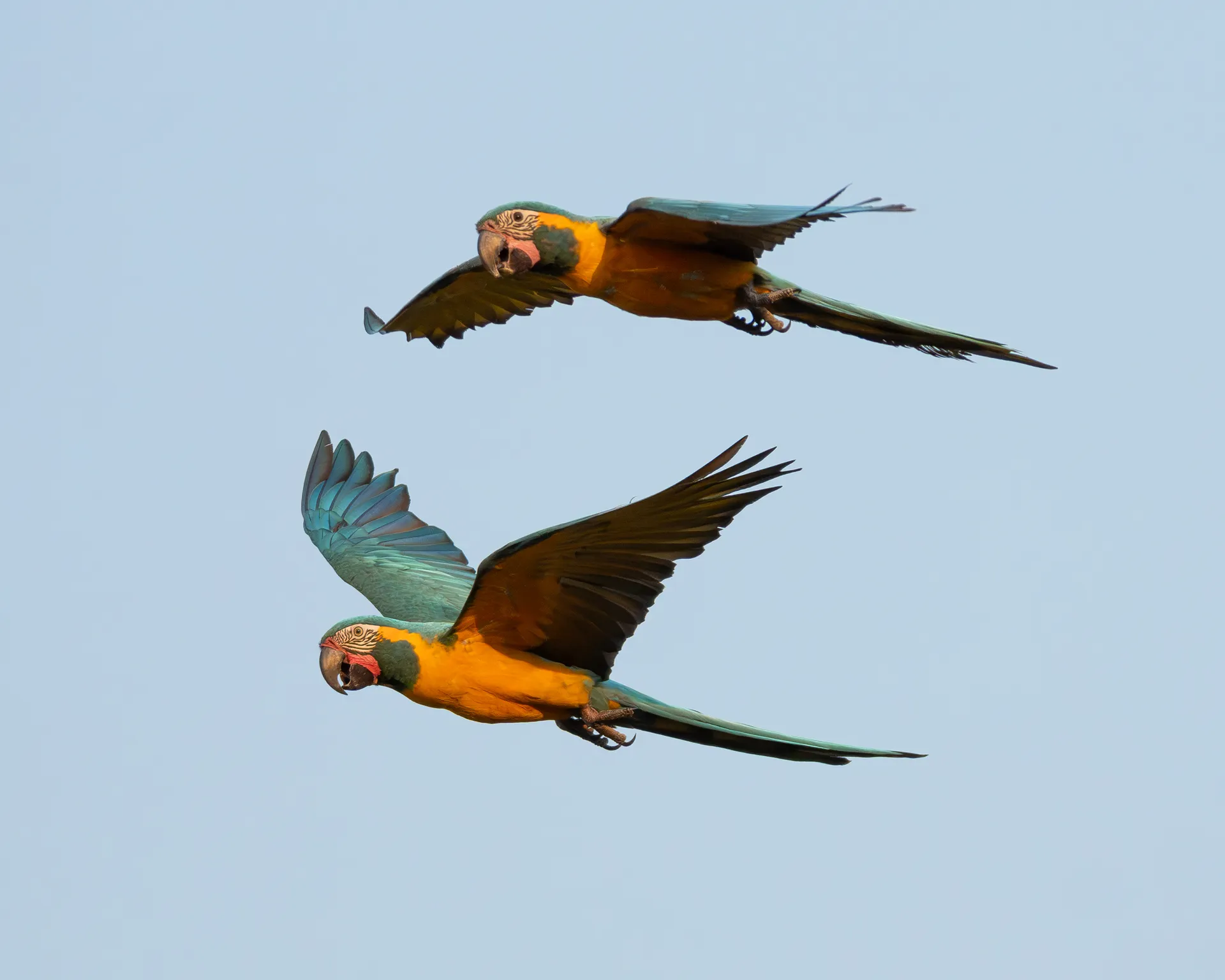 Blue-throated Macaw, Loreto