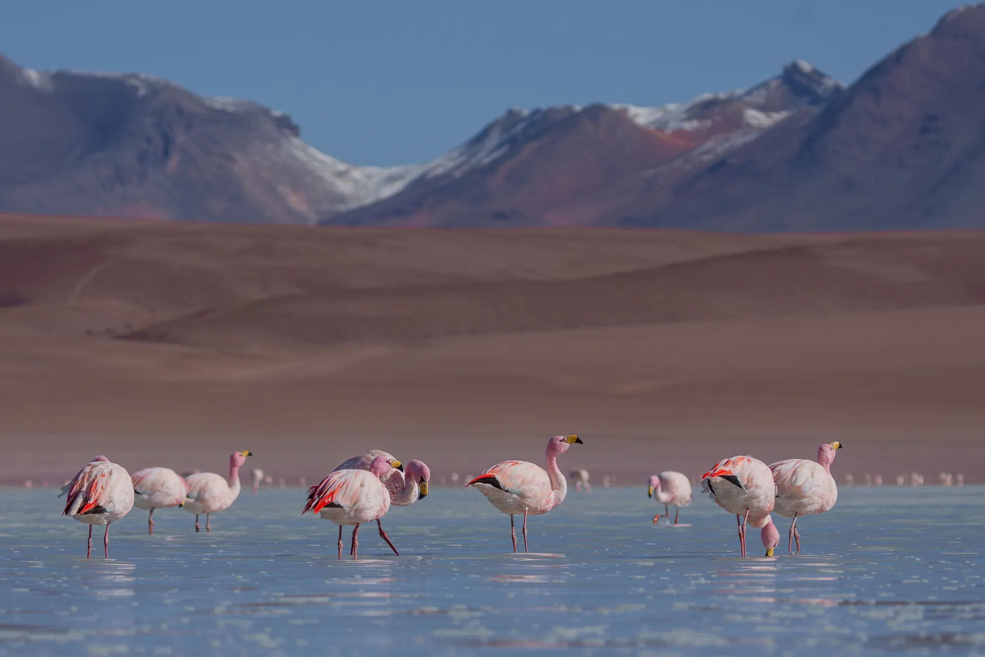 James's Flamingo