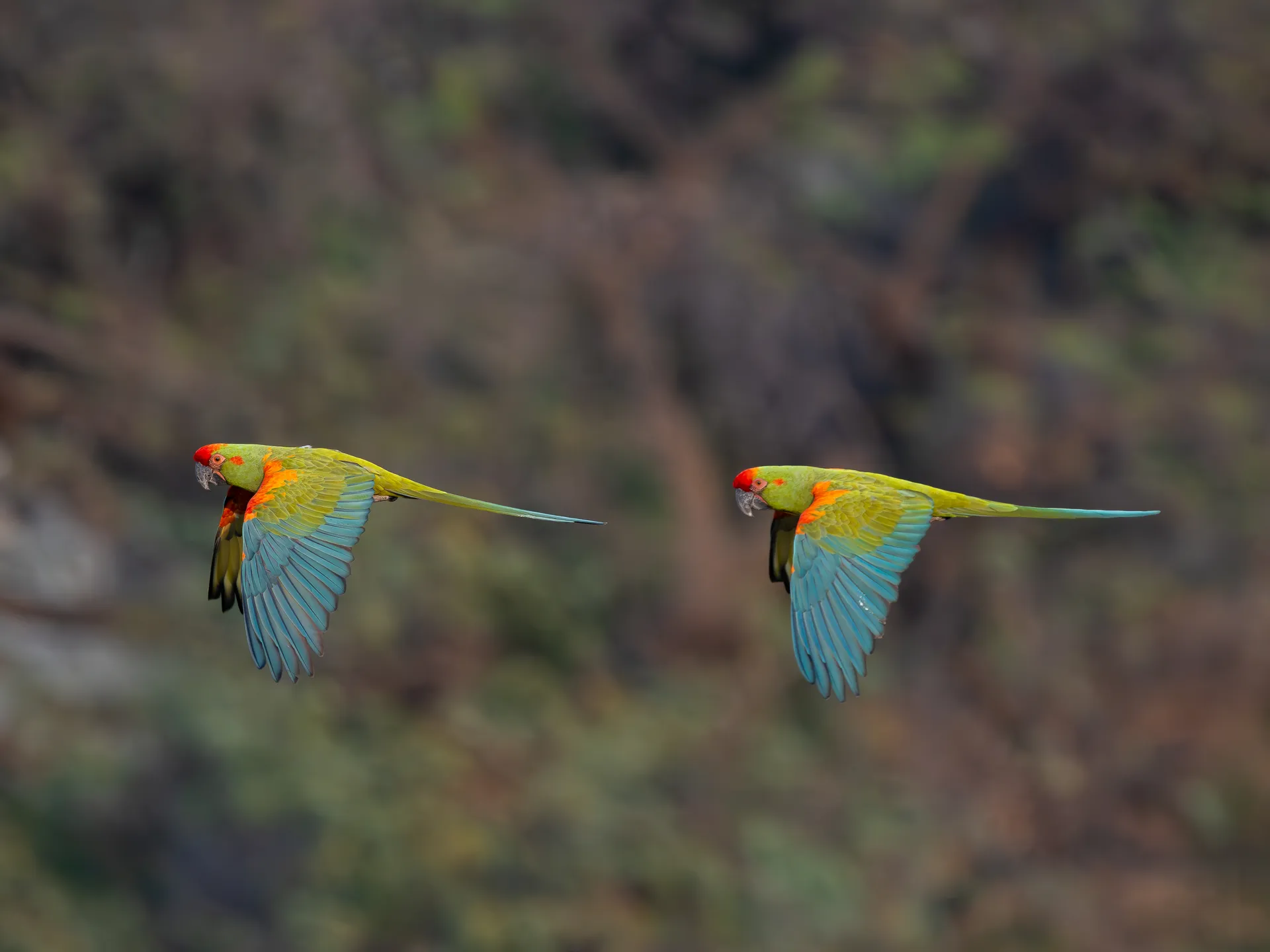 Red-fronted Macaw, endémica de Bolivia