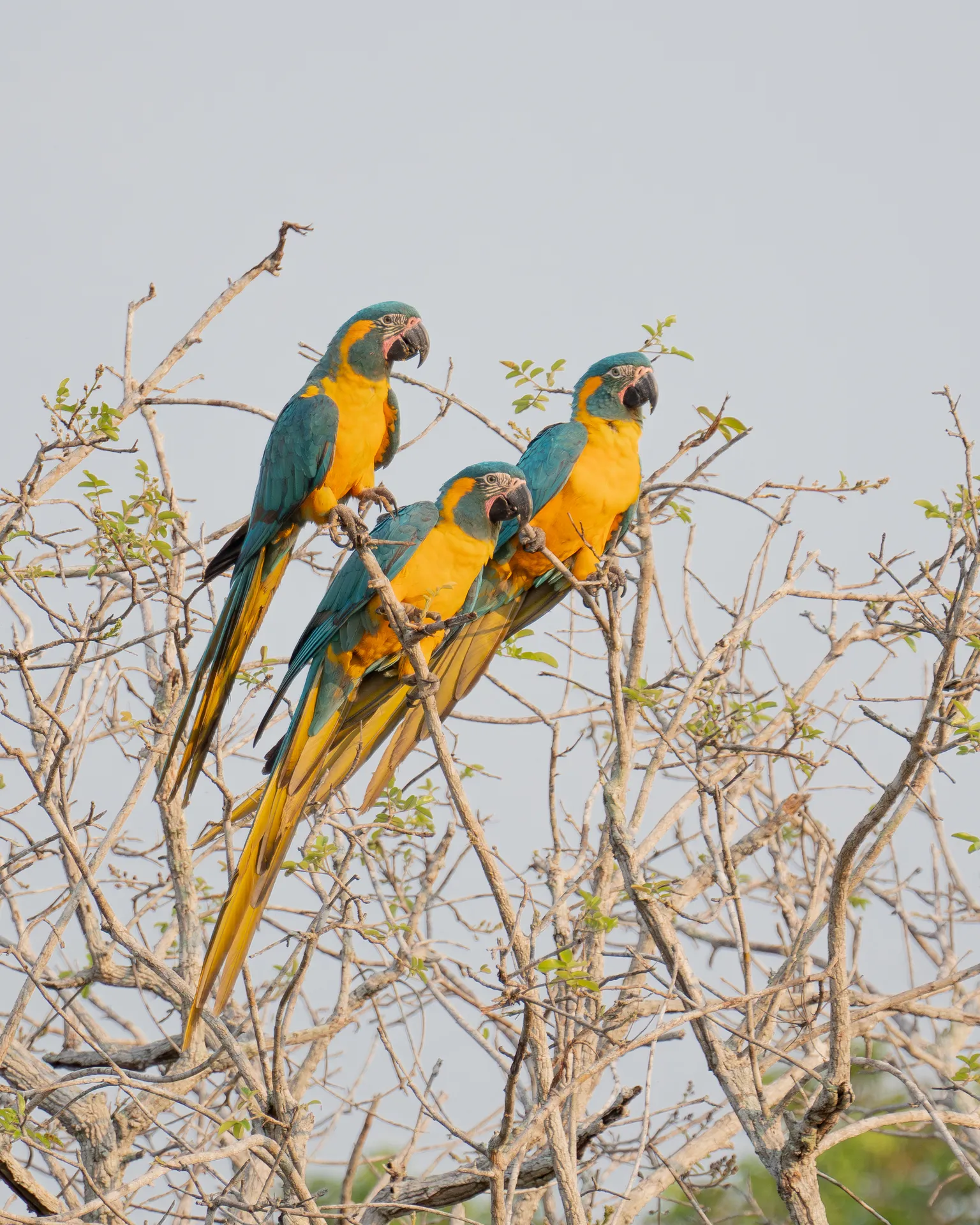 Blue-throated Macaw