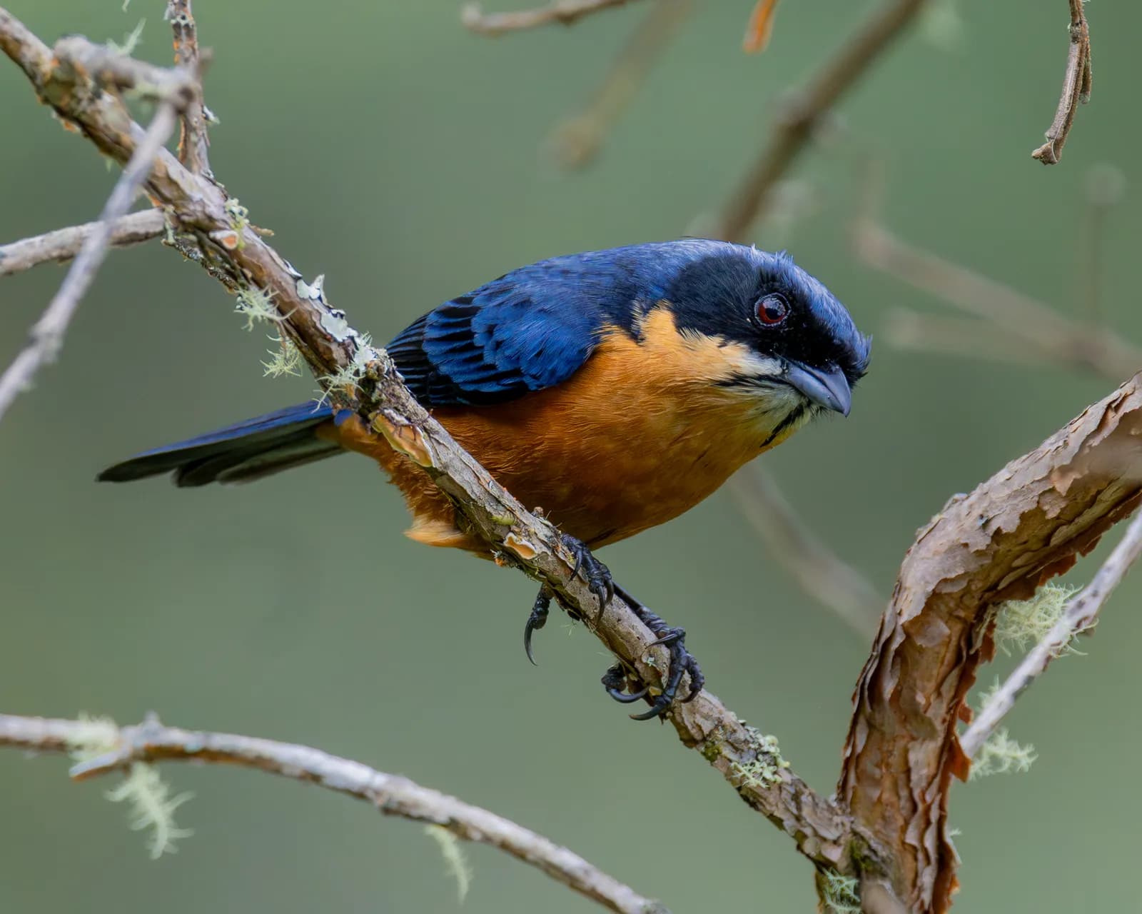Chestnut-bellied Mountain-Tanager, Yungas