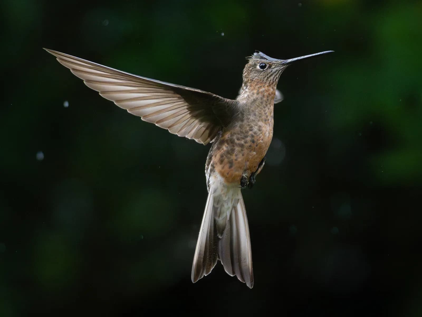 Giant Hummingbird