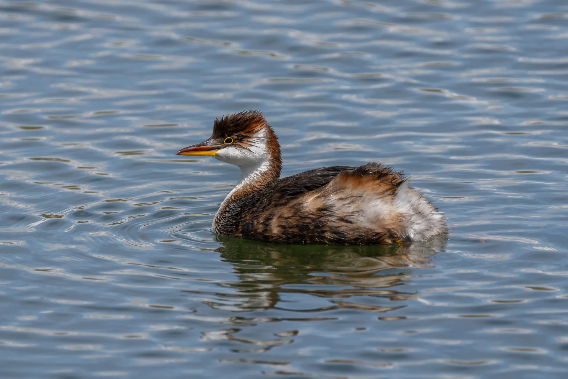 Titicaca Grebe