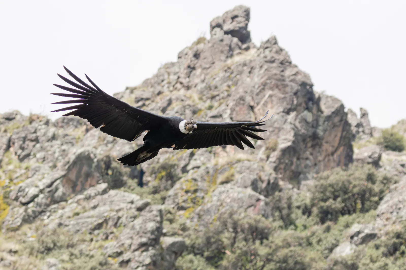 Andean Condor