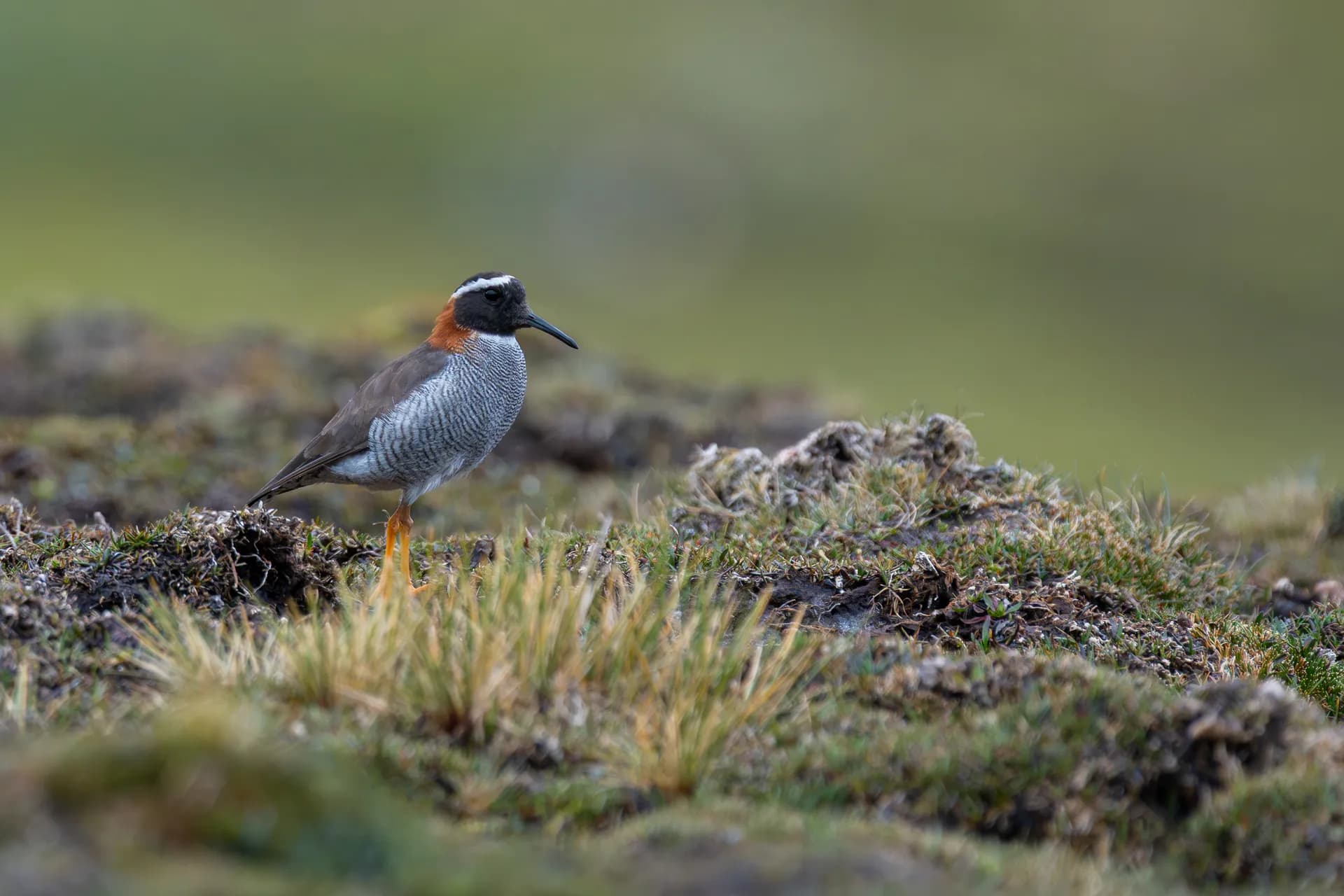 Diademed Sandpiper-Plover