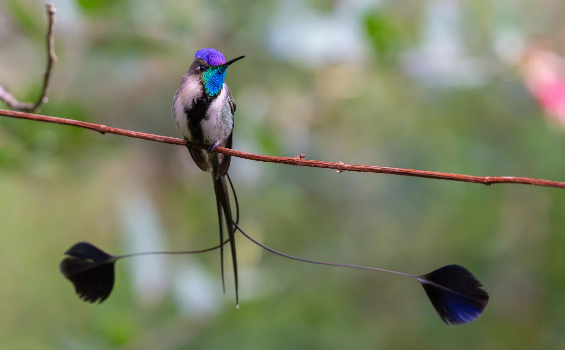Colibrí cola de espátula