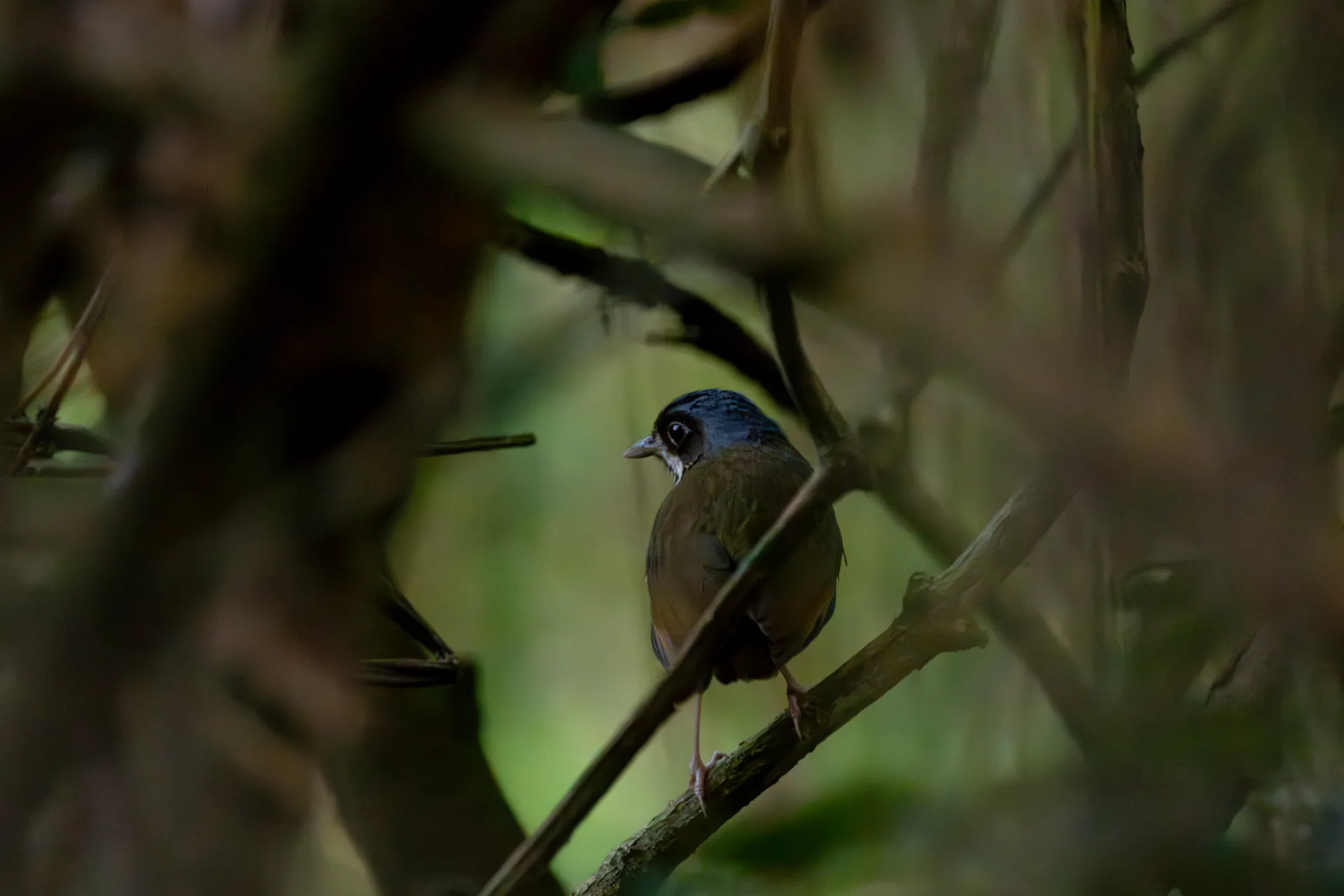 Masked Antpitta
