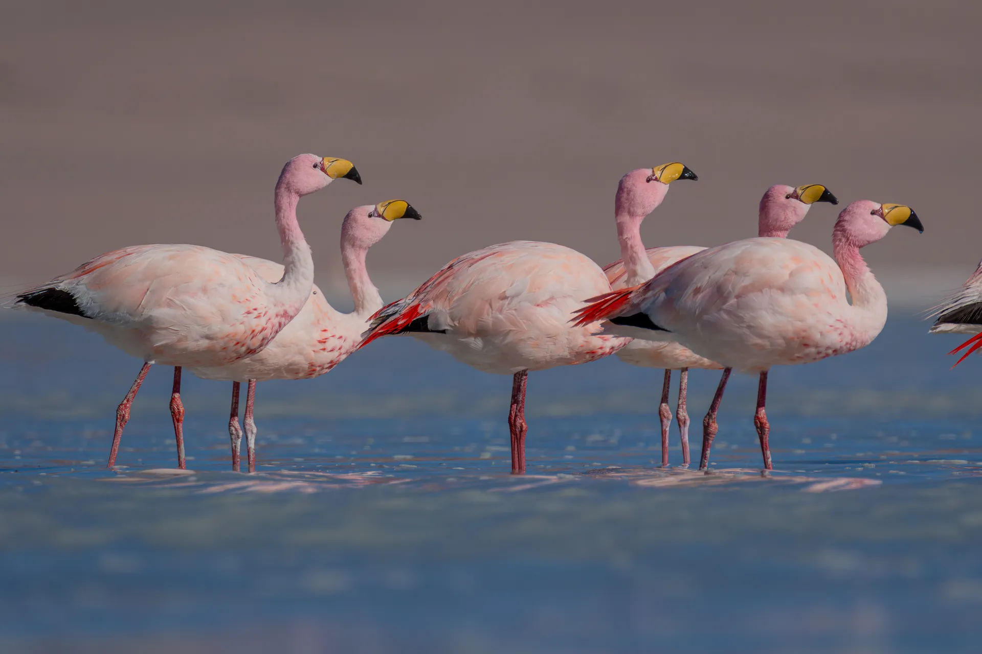 James's Flamingo en las lagunas de Uyuni