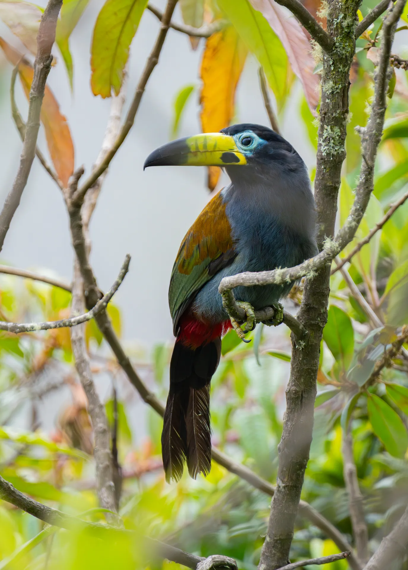 Hooded Mountain-Toucan