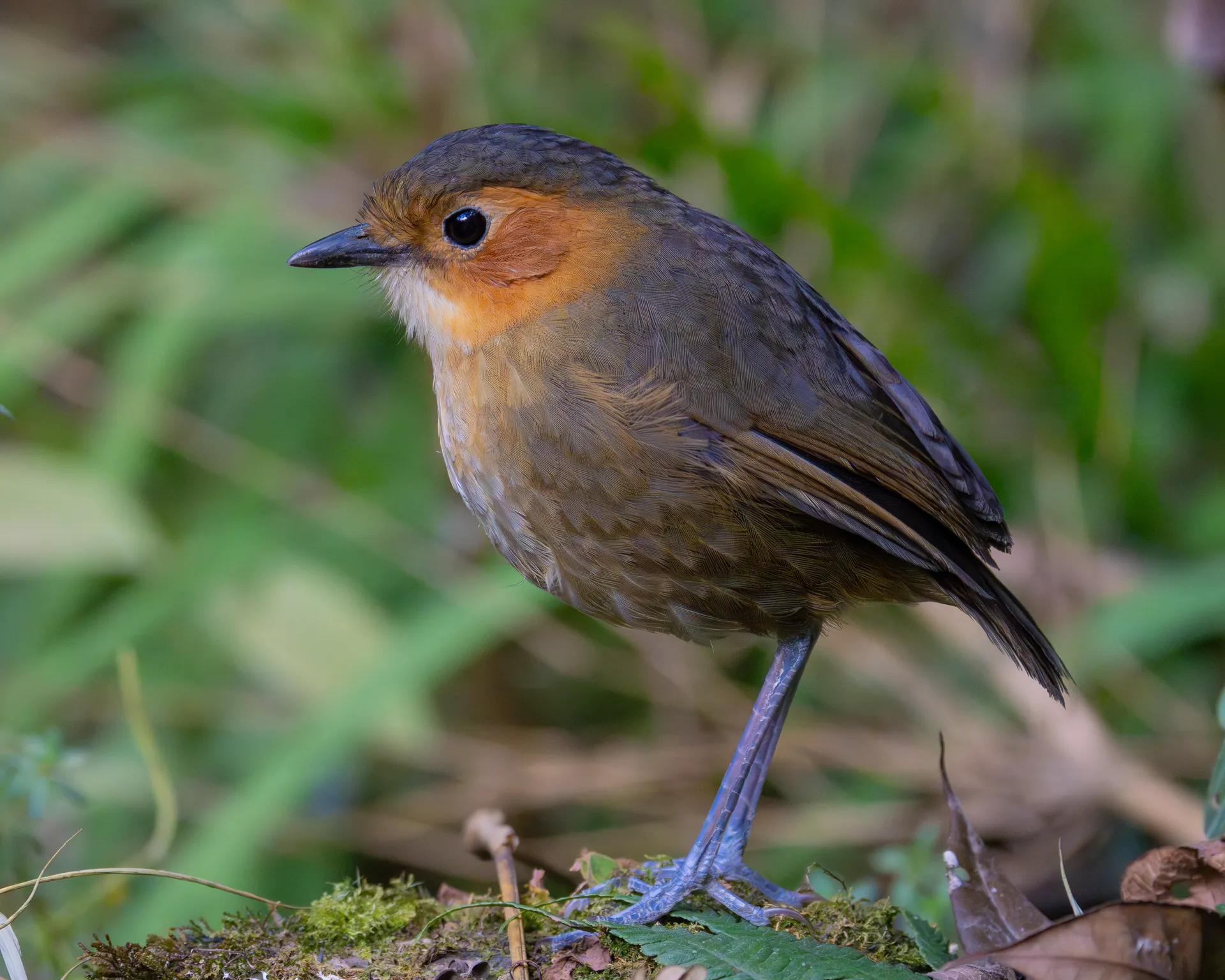 Rufous-faced Antpitta