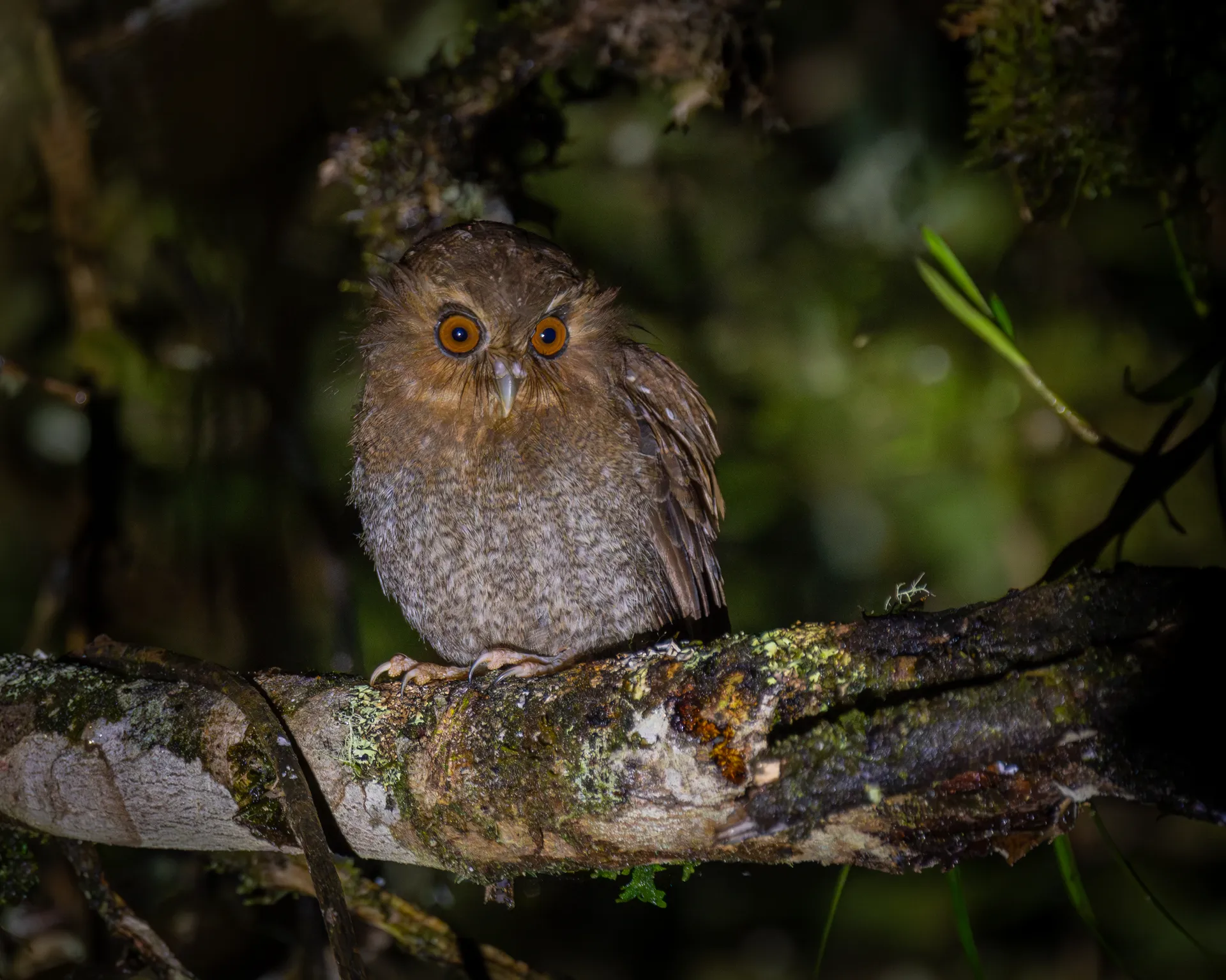 Long-whiskered Owlet